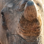 Great Rhino Deluxe слот игра с эмоциональным геймплеем