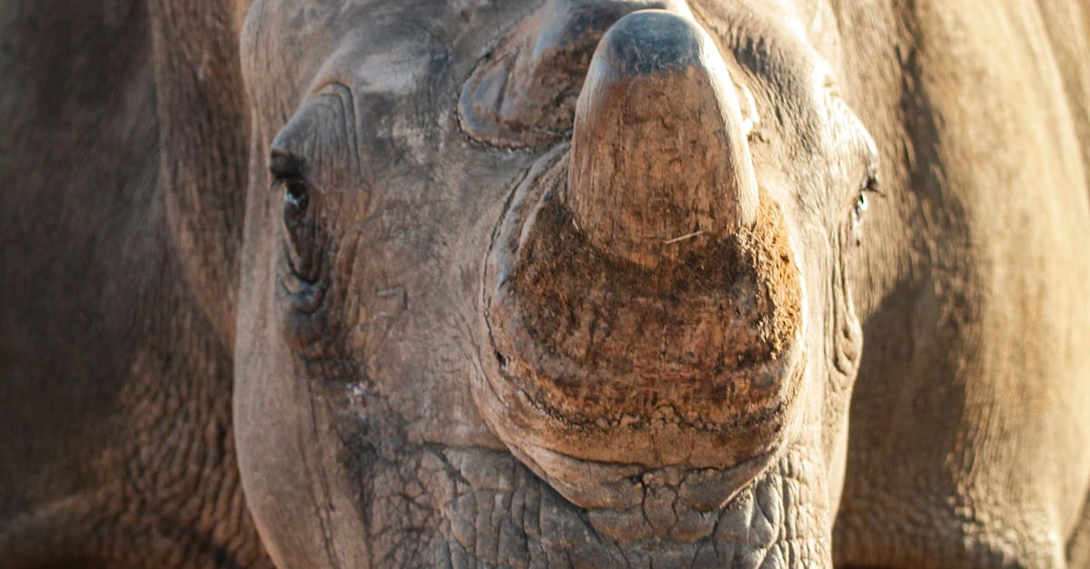 Great Rhino Deluxe слот игра с эмоциональным геймплеем