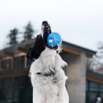 Слот The Dog House - эмоциональное погружение в мир ярких чувств