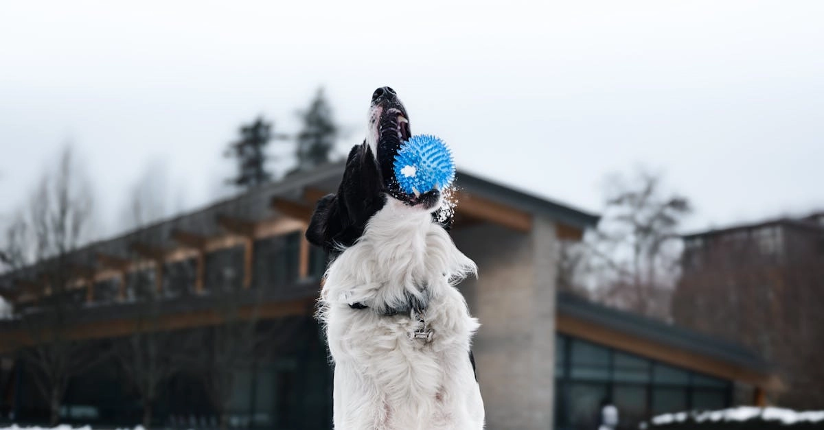 Слот The Dog House - эмоциональное погружение в мир ярких чувств