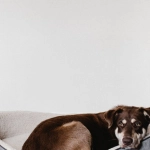 Эмоциональная игра The Dog House Megaways с яркими собачками