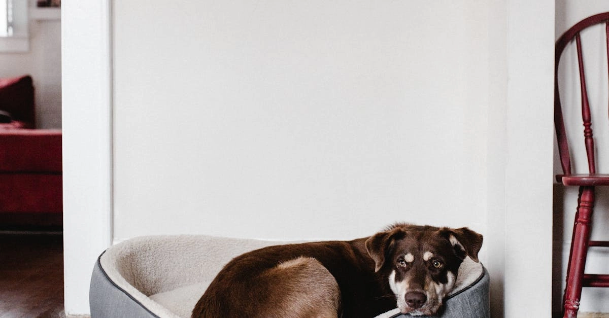 Эмоциональная игра The Dog House Megaways с яркими собачками